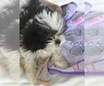 Small #2 Shih Tzu