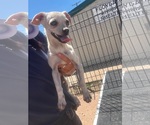 Small #1 Chihuahua Mix