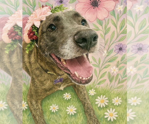 Medium Photo #8 Catahoula Leopard Dog-Labrador Retriever Mix Puppy For Sale in Houston, TX, USA