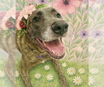 Small #7 Catahoula Leopard Dog-Labrador Retriever Mix