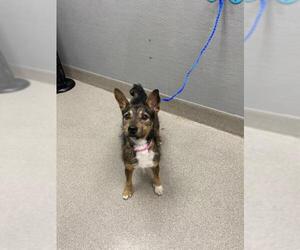 Mutt Dogs for adoption in Las Vegas, NV, USA