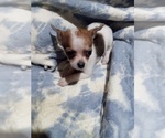 Puppy Puppy 3 Chihuahua