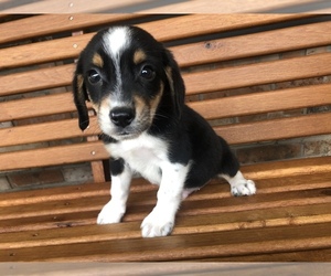 Medium Australian Shepherd