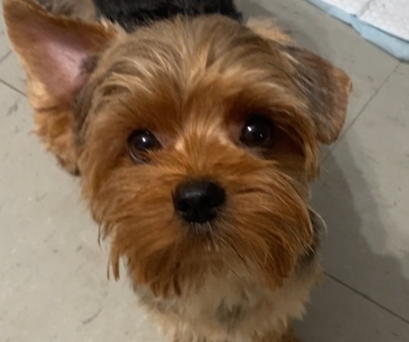 Medium Photo #1 Yorkshire Terrier Puppy For Sale in BETHLEHEM, GA, USA