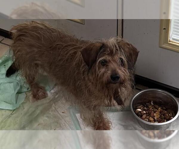 Medium Photo #1 Chihuahua-Unknown Mix Puppy For Sale in San Antonio, TX, USA