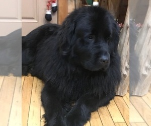Father of the Great Pyrenees-Newfoundland Mix puppies born on 06/16/2019