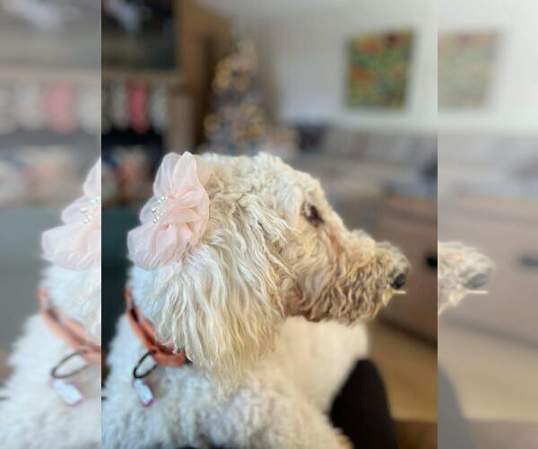 Medium Photo #4 Poodle (Standard)-Unknown Mix Puppy For Sale in Coldwater, MI, USA