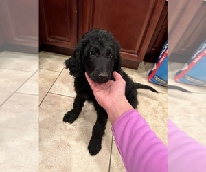 Goldendoodle Puppy for sale in ELIZABETHTON, TN, USA