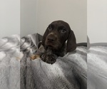 Small Photo #18 German Shorthaired Pointer Puppy For Sale in STATE COLLEGE, PA, USA