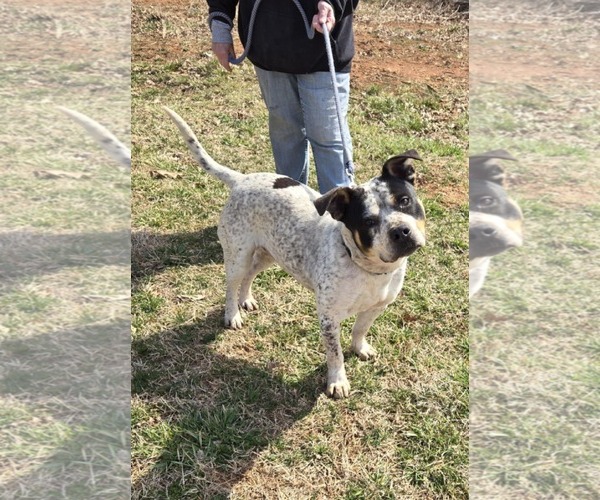 Medium Photo #1 Bulldog-Unknown Mix Puppy For Sale in Rustburg, VA, USA
