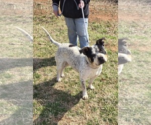 Bulldog-Unknown Mix Dogs for adoption in Rustburg, VA, USA