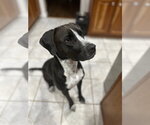 Small Mutt