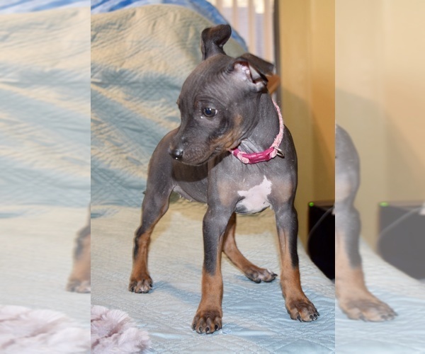 Medium Photo #2 American Hairless Terrier Puppy For Sale in PHOENIX, AZ, USA