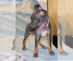 Small Photo #2 American Hairless Terrier Puppy For Sale in PHOENIX, AZ, USA