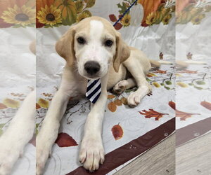 Lab-Pointer Dogs for adoption in Attalka, AL, USA