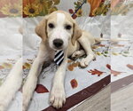 Cuddles - Male Lab-Pointer Dog for Adoption - Small photo