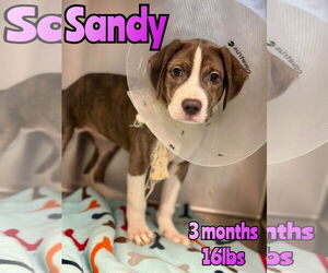 Retriever -Unknown Mix Dogs for adoption in Woodbury, NY, USA