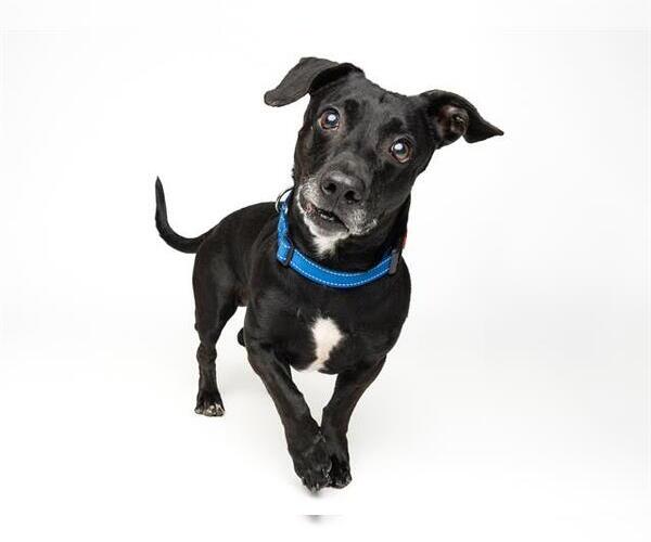 Medium Photo #3 Beagle-Unknown Mix Puppy For Sale in Santa Cruz, CA, USA