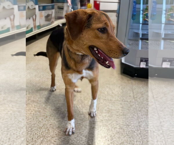 Medium Photo #11 German Shepherd Dog-Unknown Mix Puppy For Sale in Rustburg, VA, USA