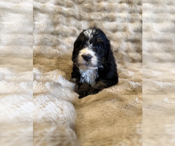 Medium Photo #5 Bernedoodle Puppy For Sale in GILBERT, AZ, USA