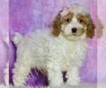 Small Photo #57 Poodle (Toy) Puppy For Sale in WARSAW, IN, USA