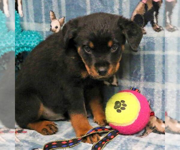 Medium Photo #3 Rottweiler Puppy For Sale in JOPLIN, MO, USA