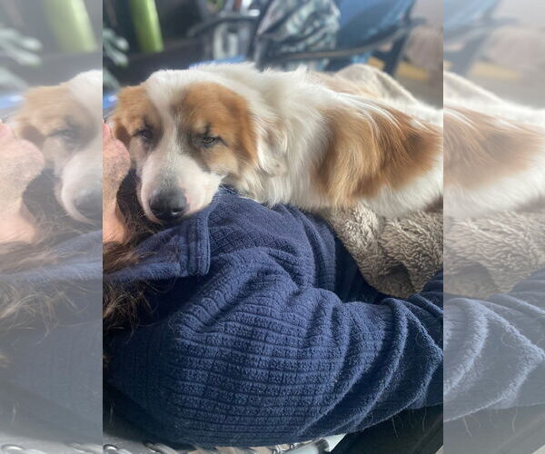 Medium Photo #4 Great Pyrenees Puppy For Sale in Bountiful, UT, USA