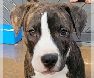 Mutt Dogs for adoption in Canton, CT, USA