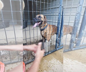 Odin - Male Boxer-Mountain Cur Mix Dog for Adoption - Photo #7