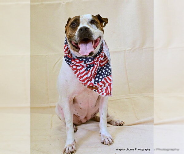 Medium Photo #4 Bullboxer Pit Puppy For Sale in Ocala, FL, USA