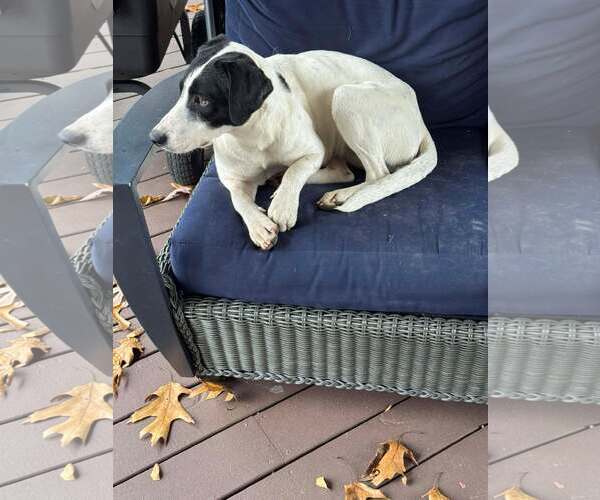 Medium Photo #2 Mutt Puppy For Sale in Poplar Bluff, MO, USA