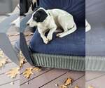 Small Photo #2 Mutt Puppy For Sale in Poplar Bluff, MO, USA