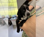 Small Labrador Retriever Mix