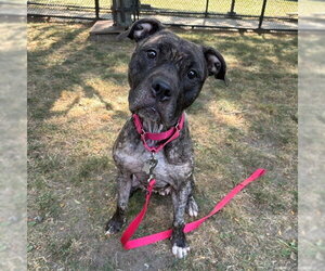 Mutt Dogs for adoption in Boston, MA, USA
