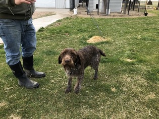 Father of the Wirehaired Pointing Griffon puppies born on 06/23/2018