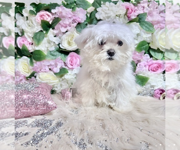 Medium Photo #84 Maltese Puppy For Sale in HAYWARD, CA, USA