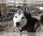 Small #1 Siberian Husky Mix