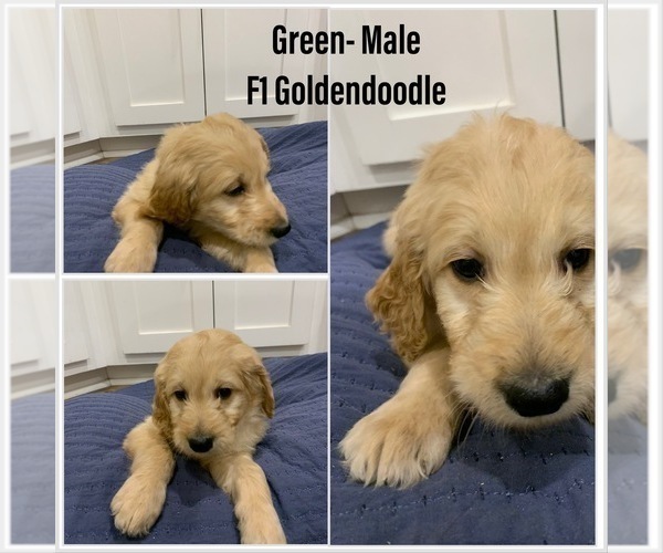 Medium Photo #2 Goldendoodle Puppy For Sale in CALIMESA, CA, USA