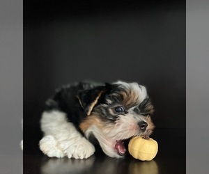 Biewer Terrier Puppy for sale in ROSEVILLE, CA, USA