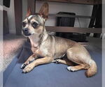 Small #6 Chihuahua