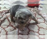 Small #1 American Bully