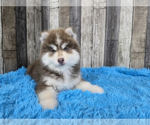 Medium Photo #5 Pomsky Puppy For Sale in BELLEVUE, IA, USA