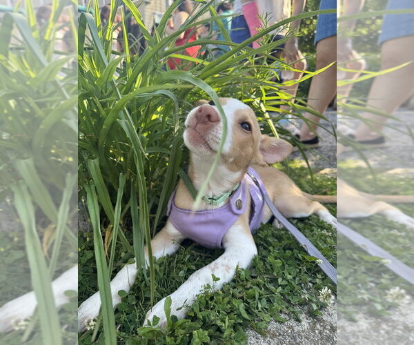 Medium Photo #10 Basenji-Labrador Retriever Mix Puppy For Sale in Brewster, NY, USA