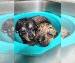 Small Photo #6 Mutt Puppy For Sale in Pacifica, CA, USA