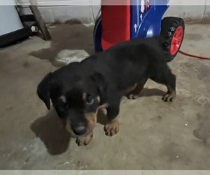 Rottweiler Puppy for sale in ROANOKE, VA, USA