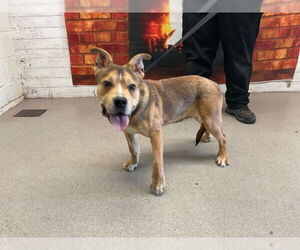 American Pit Bull Terrier-Unknown Mix Dogs for adoption in San Bernardino, CA, USA