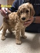 Puppy 4 Goldendoodle