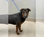 Small Shepweiller