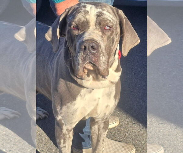 Medium Photo #2 Neapolitan Mastiff-Unknown Mix Puppy For Sale in Alexander, AR, USA