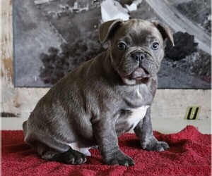 French Bulldog Puppy for sale in FREDERICKSBG, OH, USA